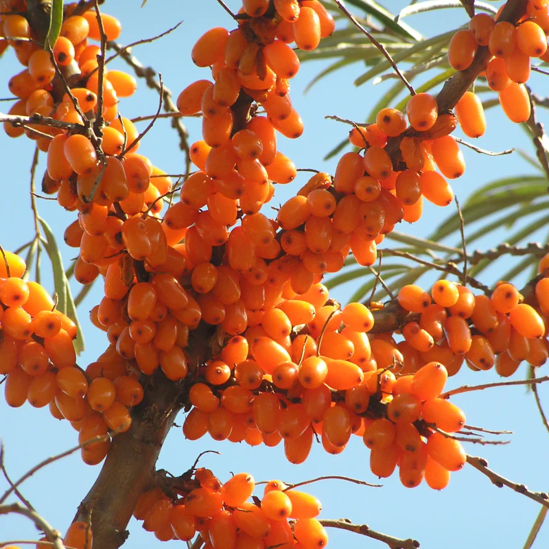 Sea Buckthorn